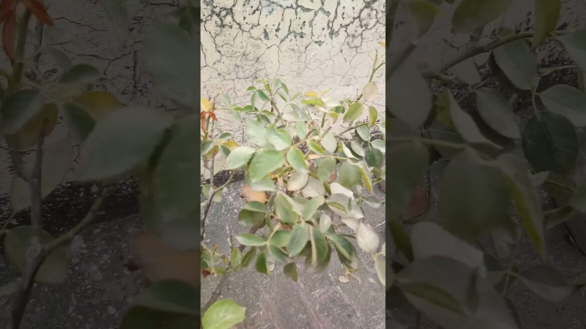 How To Grow Rose At Home | Alum Results In Rose Plant | How To Make Soil Acidic @dailyhabits92