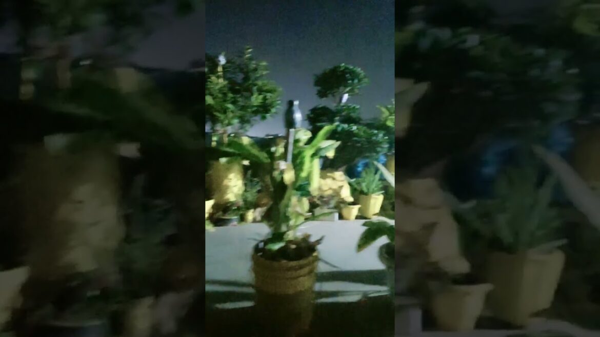 #shortsvideo#chalo terrace chale # beautiful nature #gardening #gardendesign