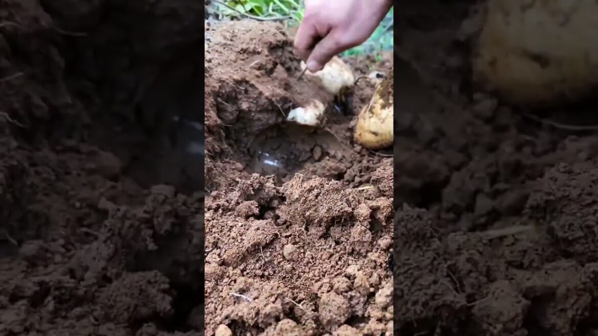My growing garden and vegetable #shorts #garden #vegetable My growing garden and vegetable #shorts #garden #vegetable