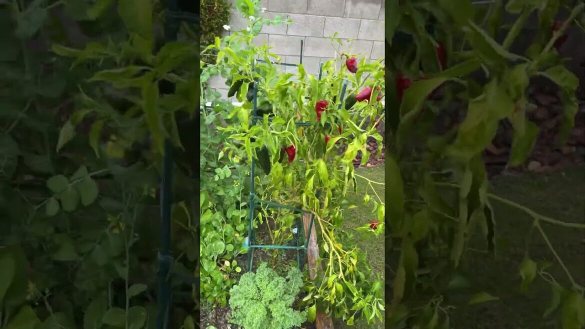 Colorful Phoenix winter vegetable garden Colorful Phoenix winter vegetable garden