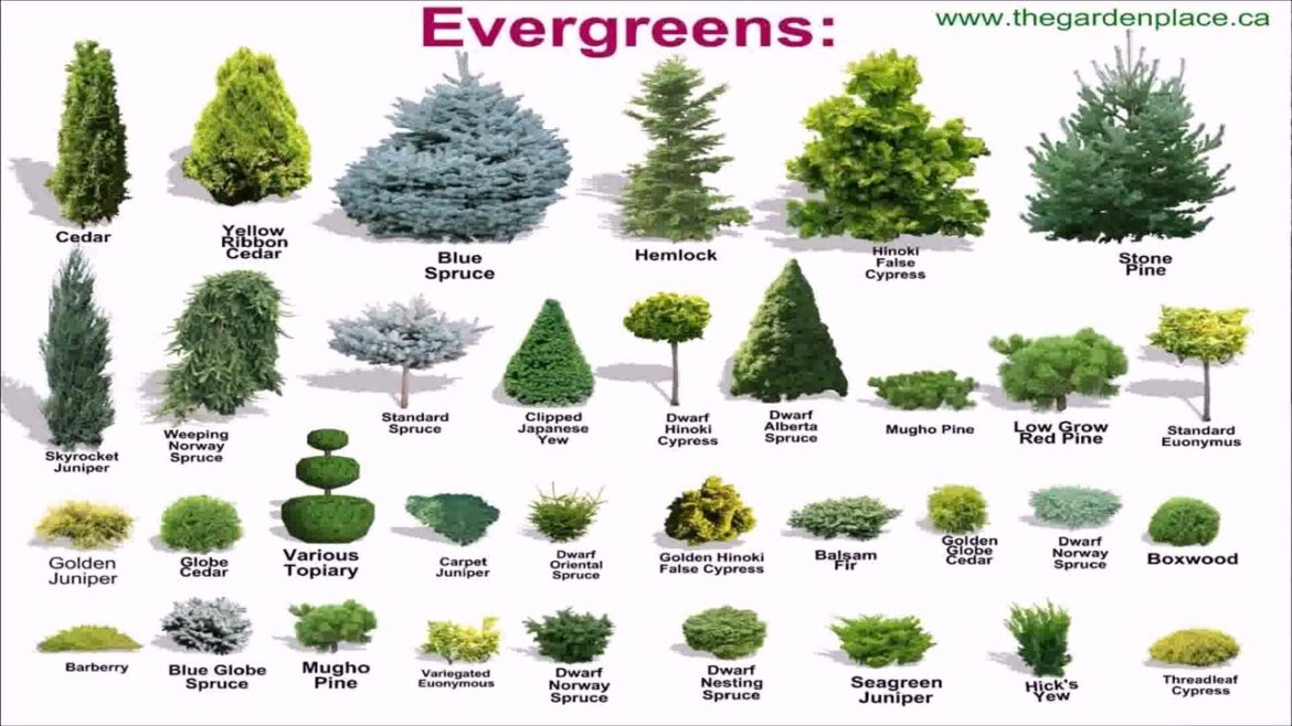 Front Yard Landscaping Ideas With Evergreens