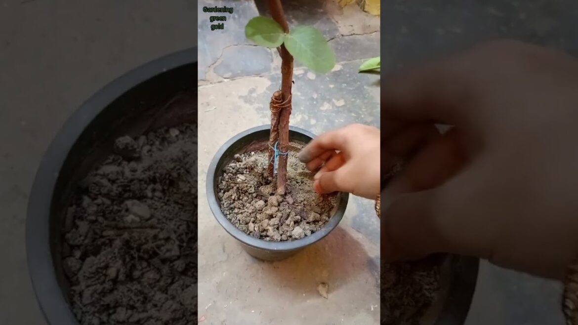 छोटे से पौधे में लगा फ्रूट। 1 साल के पौधे में फल आएंगे करें इस तरह से केयर#gardeningideasforhome #yt