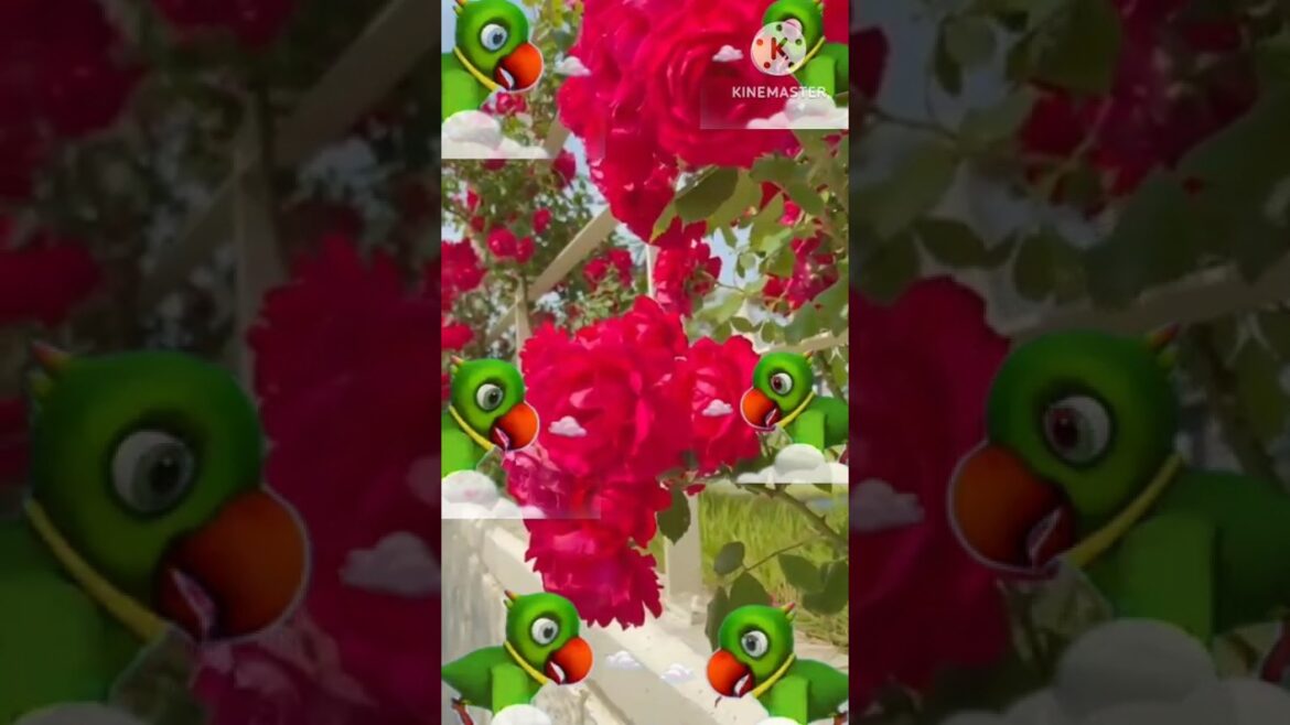 Rosa ‘Landora’ flowers.๐| #shorts #shorts #gardener #flower #full Rosa 'Landora' flowers.๐| #shorts #shorts #gardener #flower #full