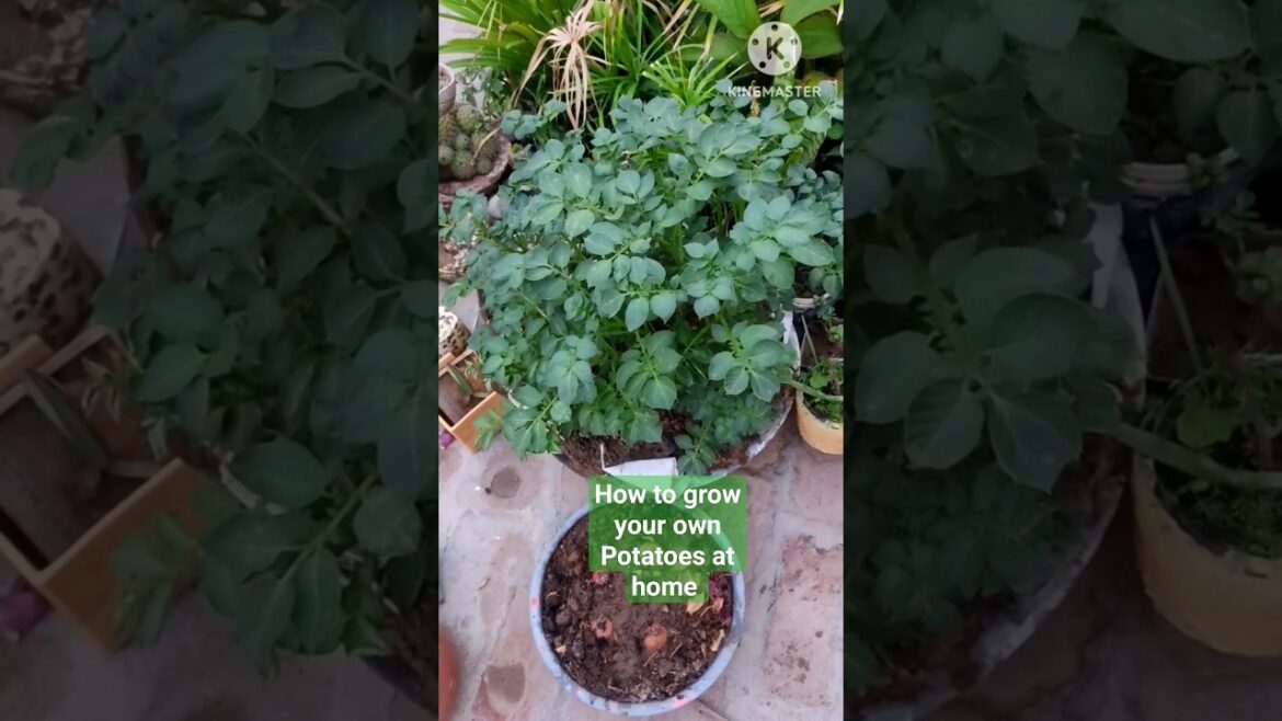 How to grow your own Potatoes at home #howto #plants #potatoes #grow