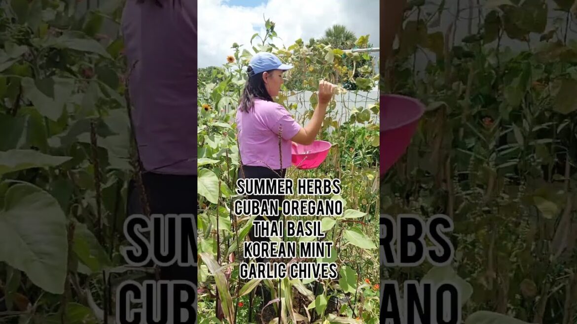 Everything you can plant in June - Garden zones 8 and up #garden #summer #gardeningtips #homestead