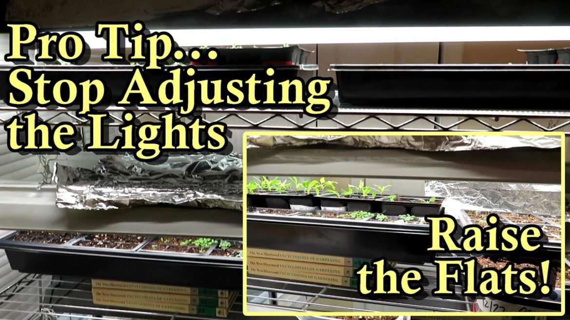 Gary Pilarchik: Stop Raising & Lowering the Lights When Starting Seeds Indoors – Use Books: Garden Quick Tips Stop Raising & Lowering the Lights When Starting Seeds Indoors - Use Books: Garden Quick Tips