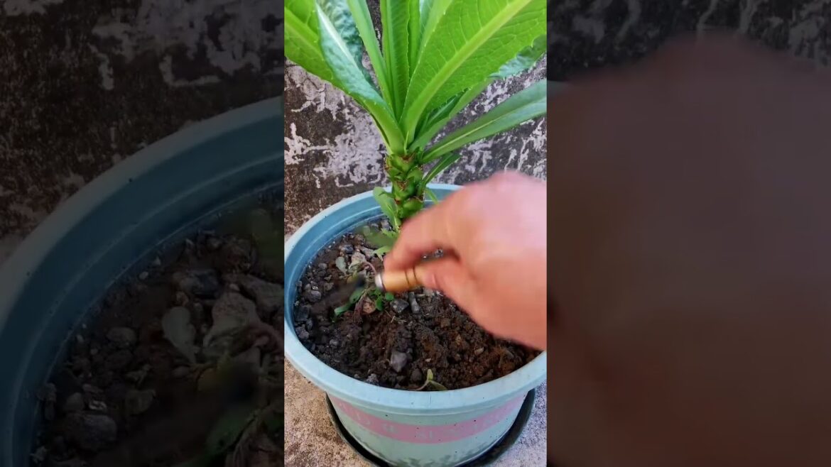 My growing garden and vegetable #shorts #garden #vegetable My growing garden and vegetable #shorts #garden #vegetable