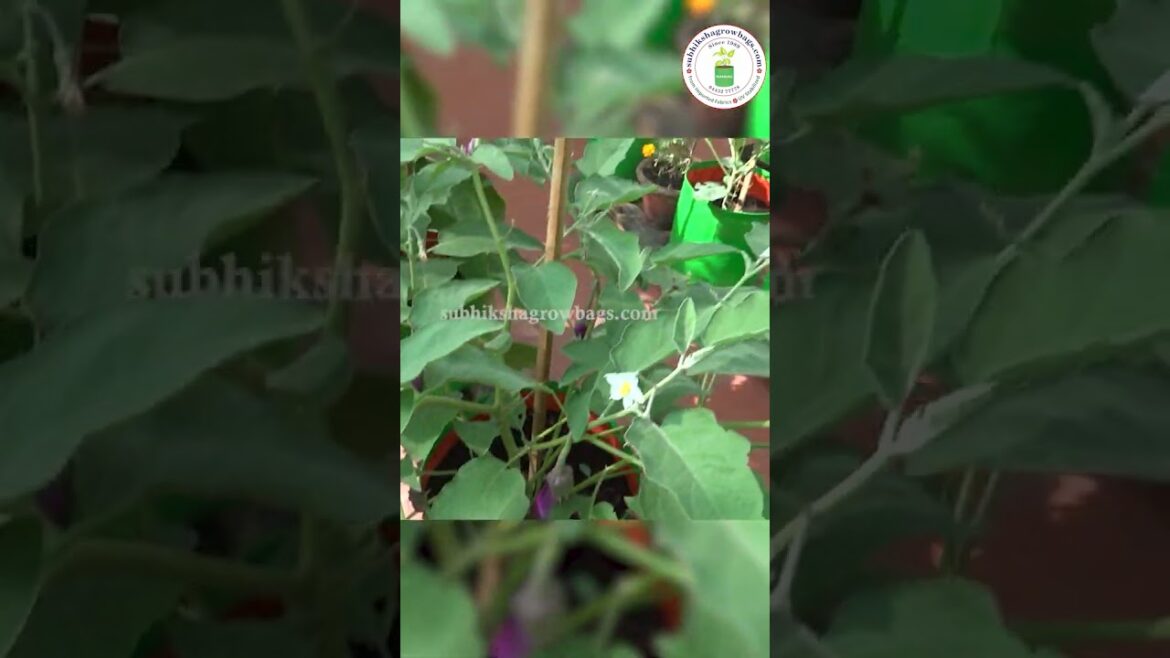 ORGANIC HOME GARDENING FOR HEALTH , HAPPINESS, IMMUNITY LONGEVITY. SIMPLY FARM . SUBHIKSHA GROWBAGS. ORGANIC HOME GARDENING FOR HEALTH , HAPPINESS, IMMUNITY LONGEVITY. SIMPLY FARM . SUBHIKSHA GROWBAGS.