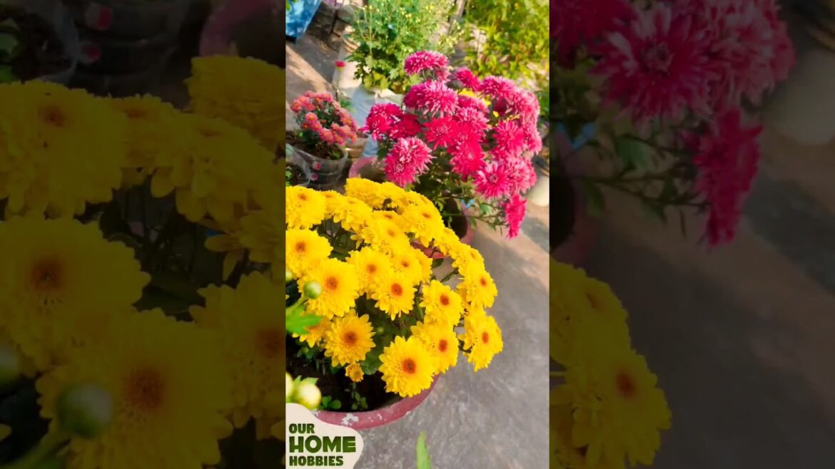 godawari flower | chrysanthemum | rooftop garden design ideas | #gardening #godawari #shorts #viral