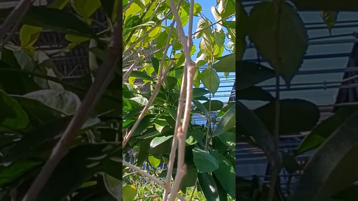 Mulberry is ripening in December in a container / pot #mulberrytree #mulberryfruit #mulberry
