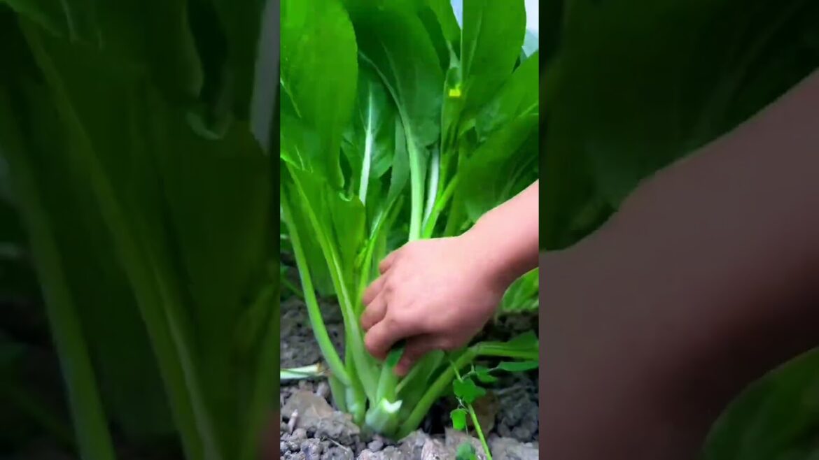 My growing garden and vegetable #shorts #garden #vegetable My growing garden and vegetable #shorts #garden #vegetable