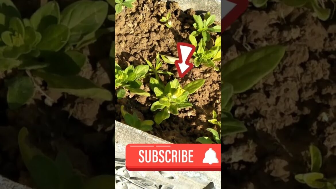 🔸Petunia | Petunia plant care | Petunia flower | Nursery plants online #flowers #garden #gardening 🔸Petunia | Petunia plant care | Petunia flower | Nursery plants online #flowers #garden #gardening