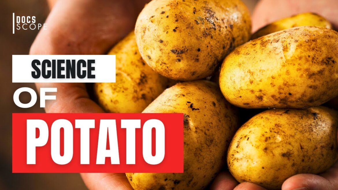 Insane Science of The Potato Insane Science of The Potato