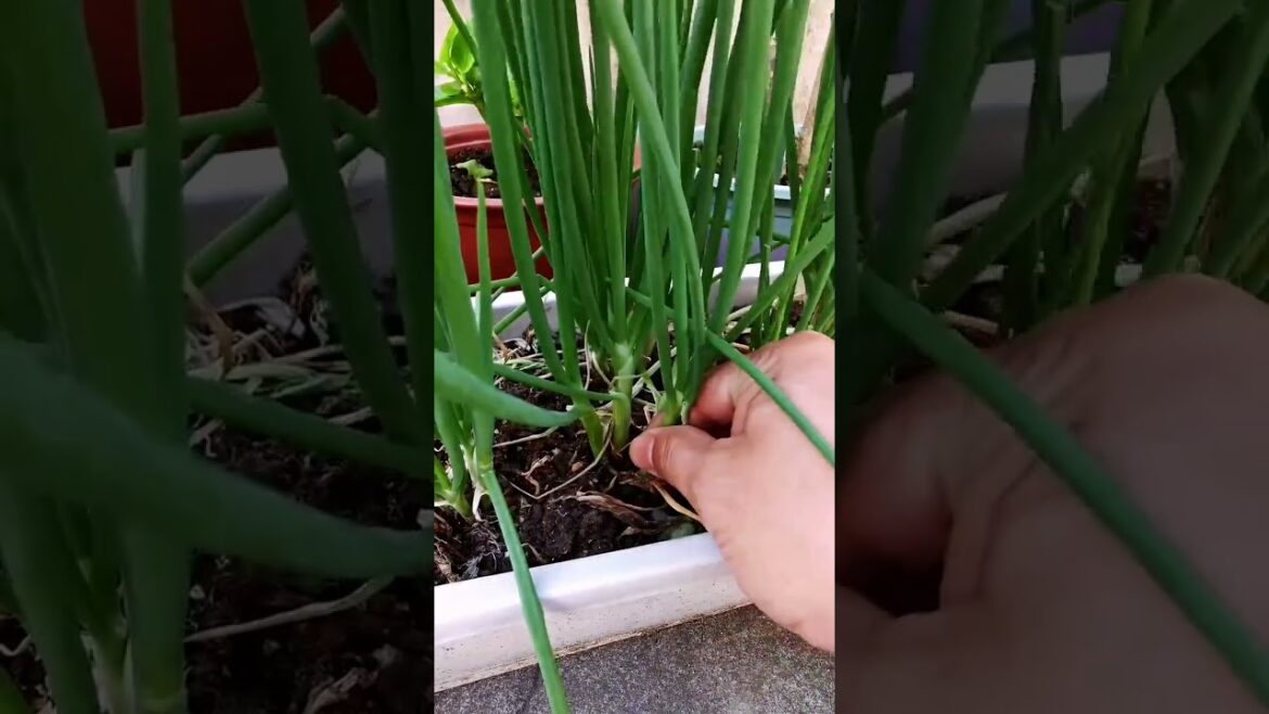 My growing garden and vegetable #shorts #garden #vegetable My growing garden and vegetable #shorts #garden #vegetable