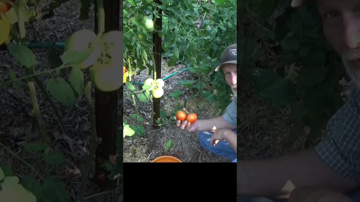 6th mistake a beginning gardener makes #shorts #garden #mulch