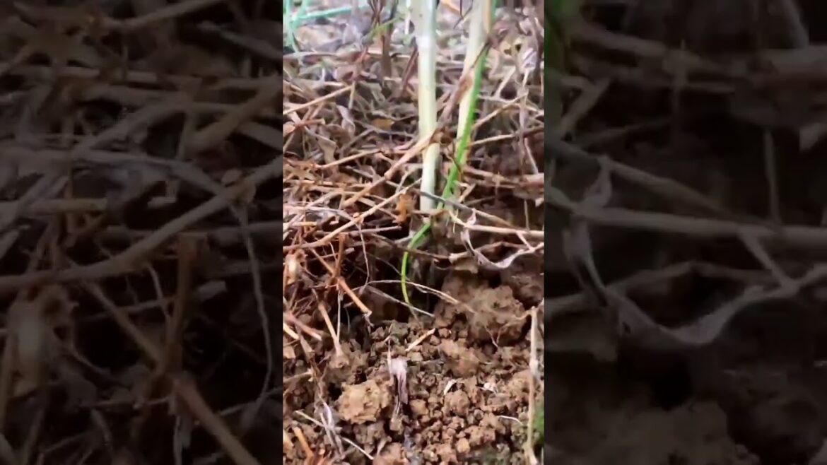 My growing garden and vegetable #shorts #garden #vegetable My growing garden and vegetable #shorts #garden #vegetable