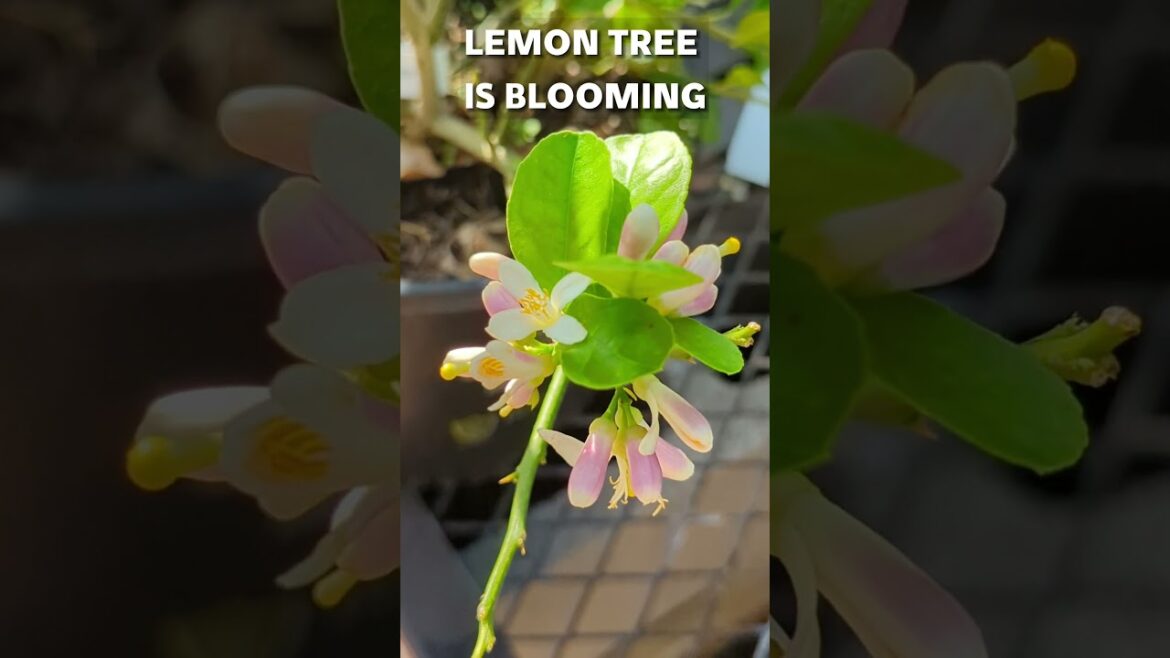 Lemon is blooming #lemons #flowers #gardening #gardeningideas #gardeningtips #citrustree #citrus
