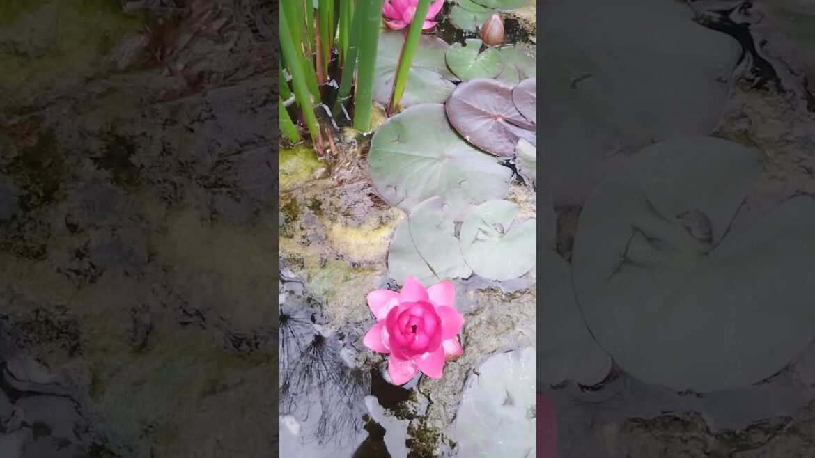 respect#shorts  Rhododendron, lotus Japanese garden in Krasnodar #Japanese #Garden #Krasnodar