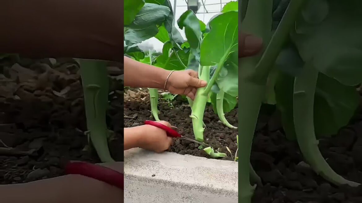 My  growing garden and vegetable   #shorts #garden #vegetable