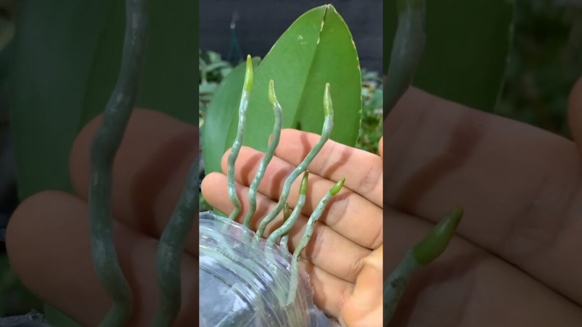 Orchids take root quickly #garden #tips