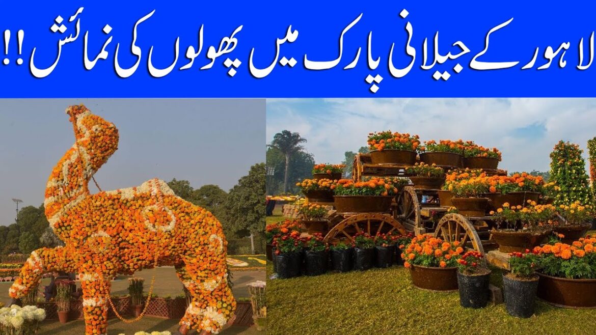 Flower exhibition in Lahore's Jilani Park 2023 , gul e daudi | Hareef Digital