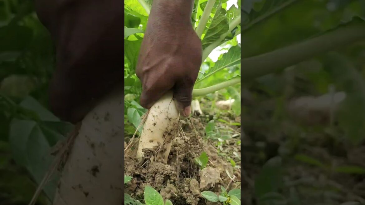 #radish #beautiful #nature