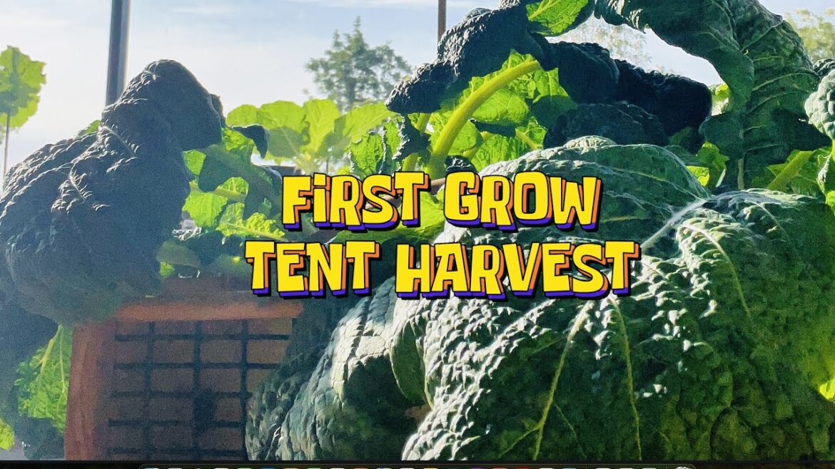 Satisfying Indoor Turnip Bounty #vegetables #vegatables #gardening #harvest #eatwhatyousow Satisfying Indoor Turnip Bounty #vegetables #vegatables #gardening #harvest #eatwhatyousow