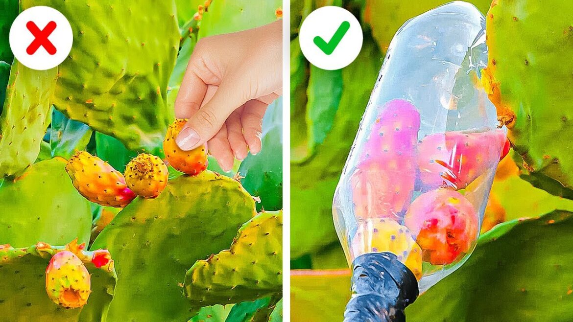 Useful Gardening Tools And Plant Growing Hacks