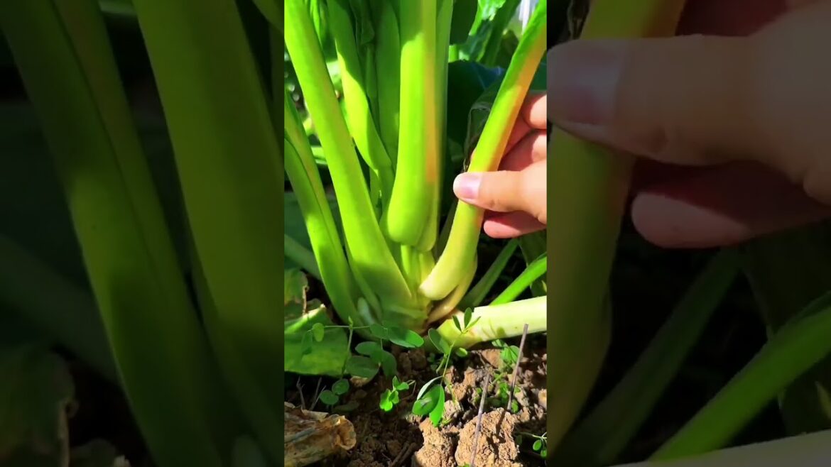 My growing garden and vegetable #shorts #garden #vegetable My growing garden and vegetable #shorts #garden #vegetable