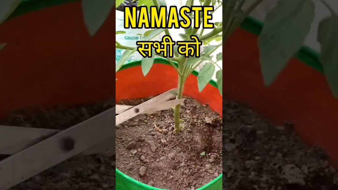 care tips for grOwing tOmatO 🍅 plants in pOts #shorts #organicgardening
