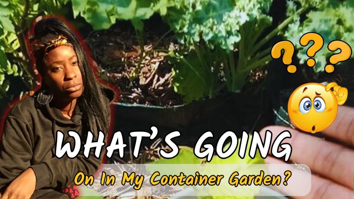 Latest Updates on My Container Garden! | I Got It Out The Soil