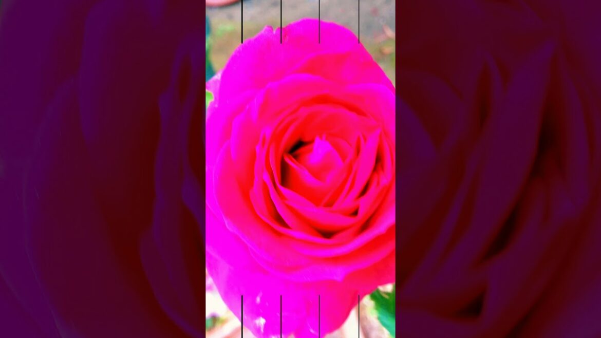 simply beautiful.  #plants #beautiful #plans #splendor