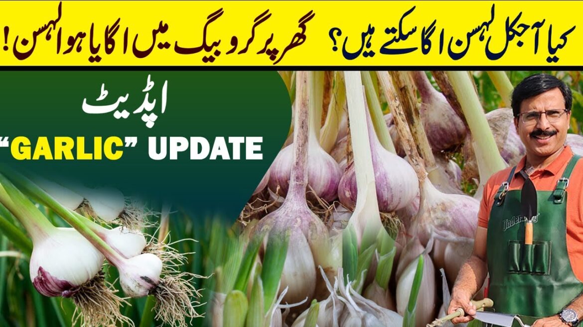 “GARLIC” update  || Gardening With Javed Iqbal