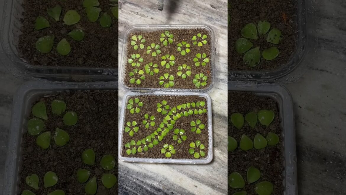 Propagating Jade In A Fun Way | Recycling Plastic Container #shorts #diy