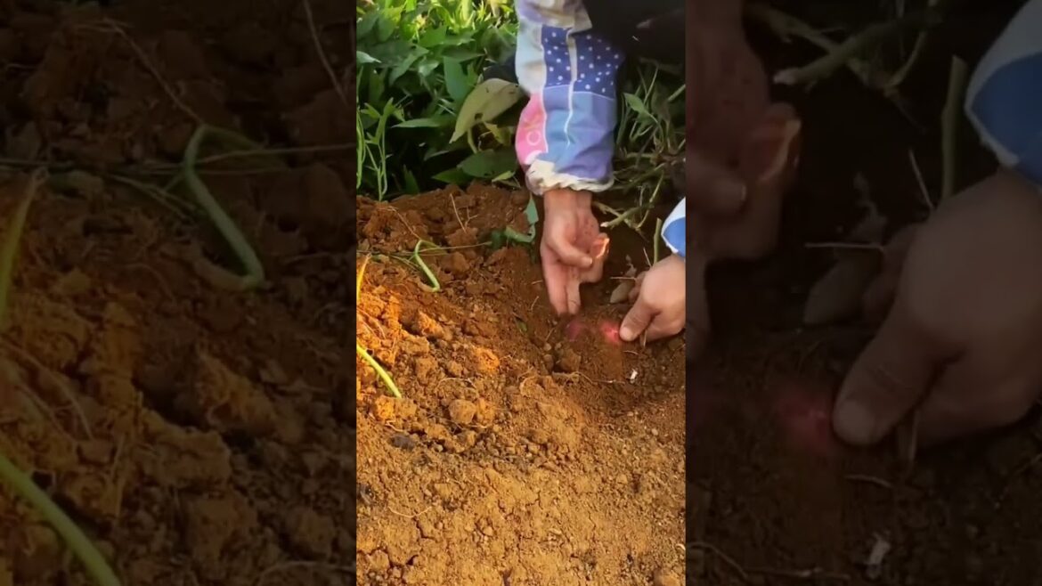 My  growing garden and vegetable   #shorts #garden #vegetable