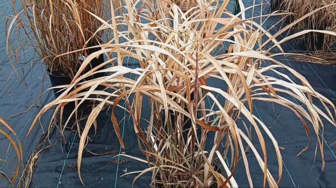 Garden Tips: DORMANT PLANT SALE! GREAT! Garden Tips: DORMANT PLANT SALE! GREAT!