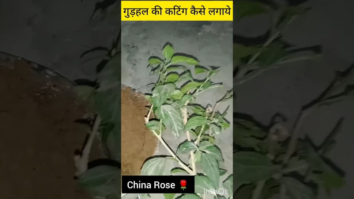 गुड़हल के पौधे को सही तरीके से लगाना |गुड़हल कटिंग लगाने का जादुई तरीका। Hibiscus from Cuttings