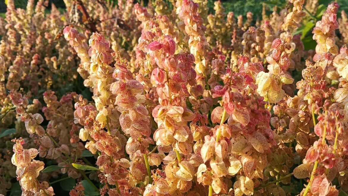 vegetable_cultivation||vegetable_flowers🌻