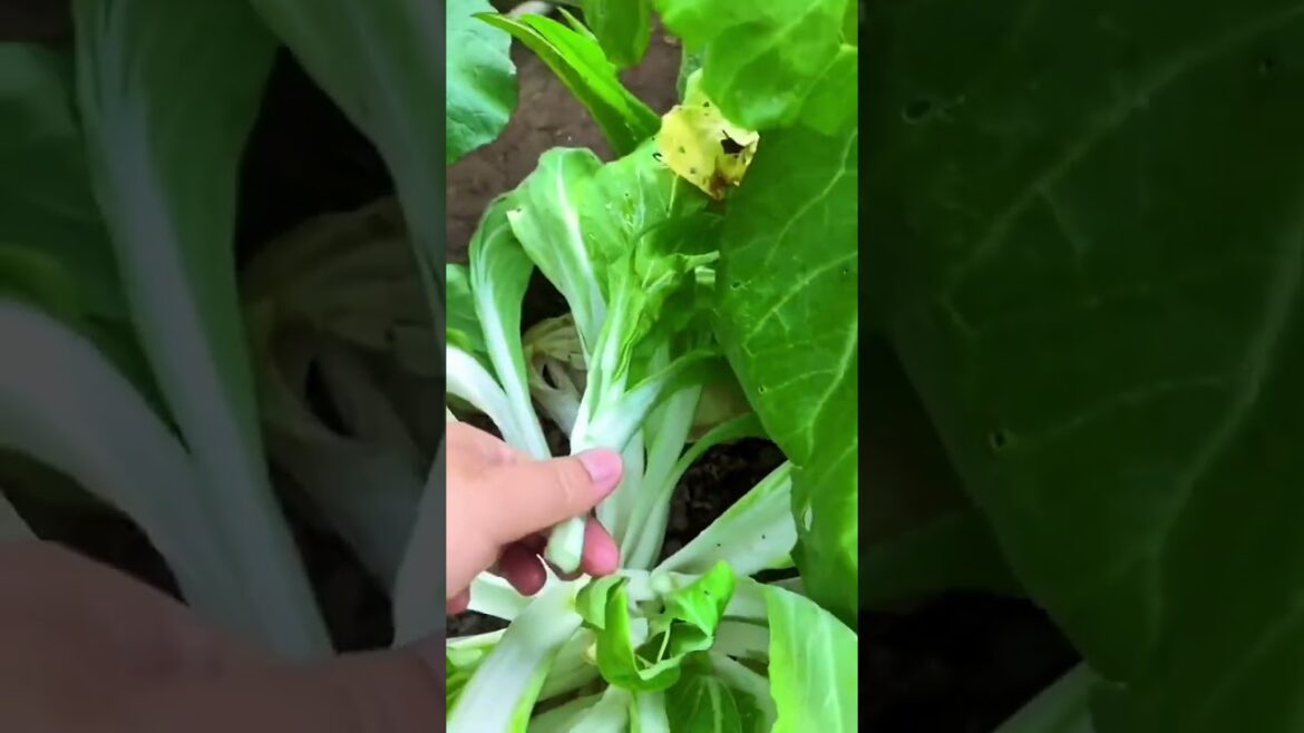 Simple Tips for Growing Vegetables/happiness life at country side #short Simple Tips for Growing Vegetables/happiness life at country side #short