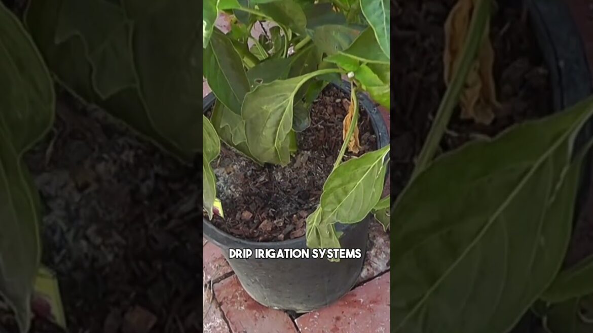 Stop Blossom End Rot with Drip Irrigation! 🚰🍅 #Shorts