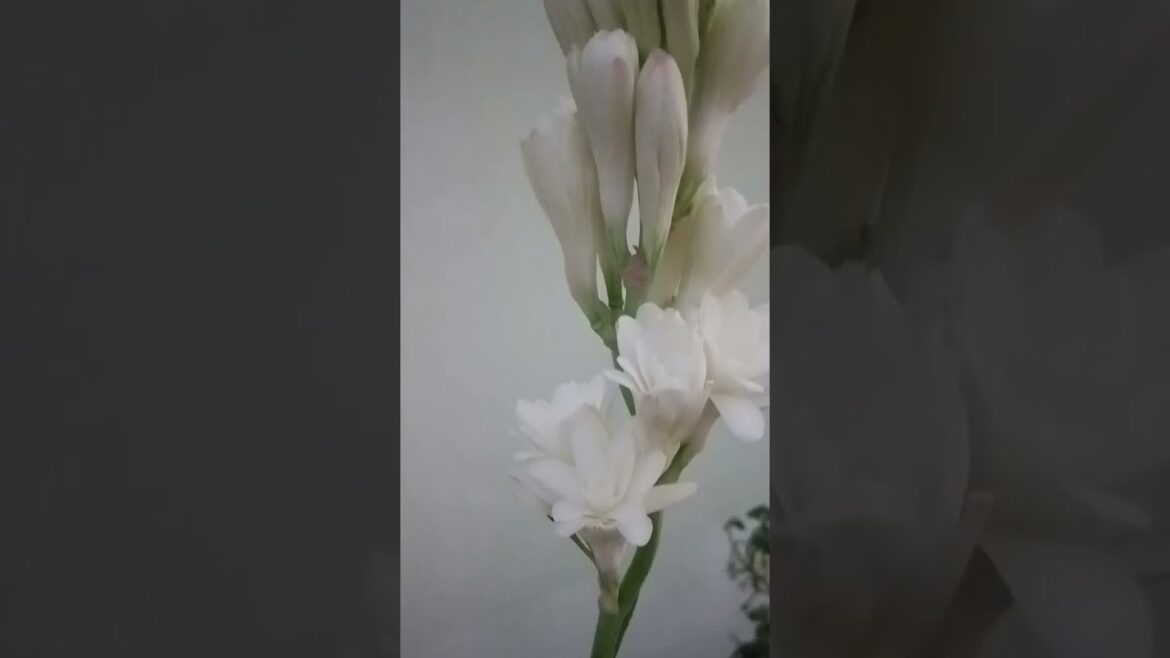 #beautiful#terrace#gardening#plants