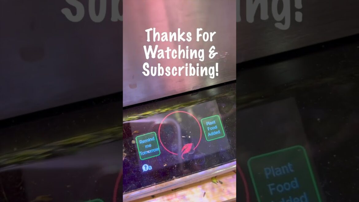 How to Know If Your Plants Are Hungry?🪴🍽️aerogarden bounty elite shorts✨aerogarden tour shorts How to Know If Your Plants Are Hungry?🪴🍽️aerogarden bounty elite shorts✨aerogarden tour shorts