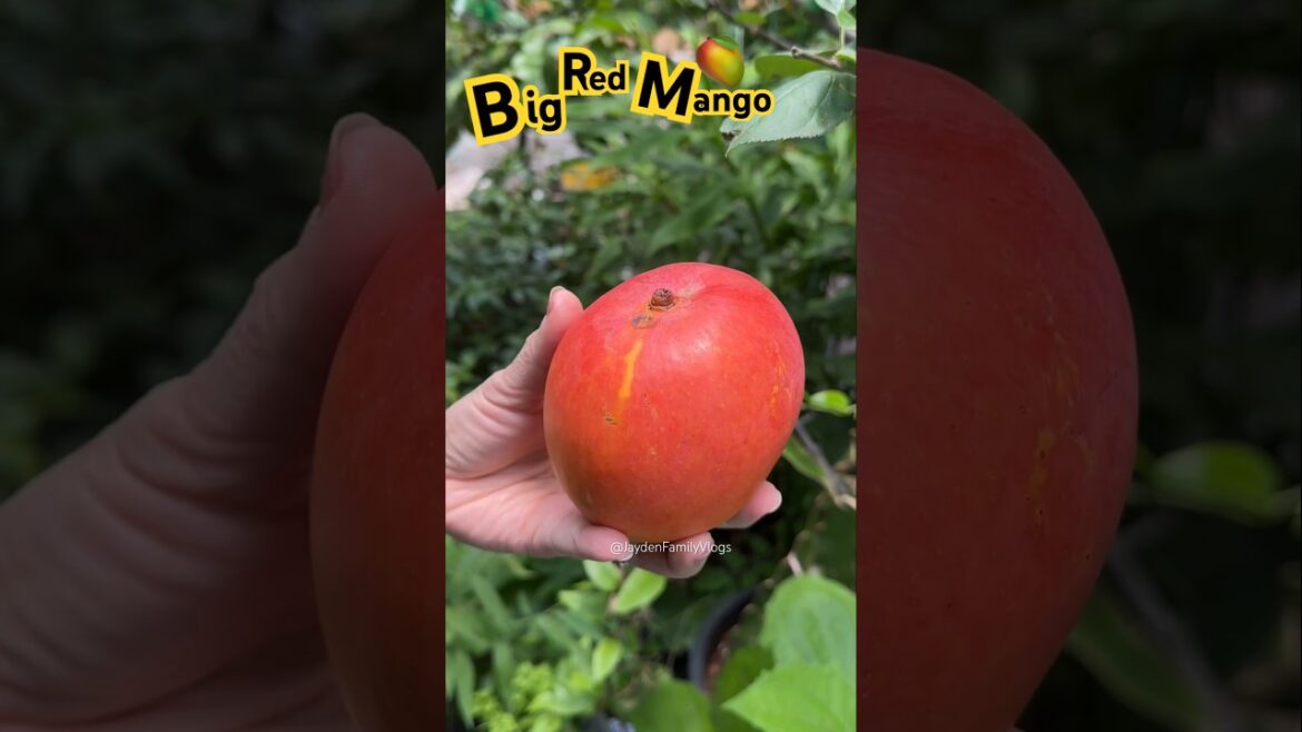 Fruit Cutting MANGO 🥭😱 #shorts #satisfying #fruitcutting #enjoy #shortsvideo #beautiful