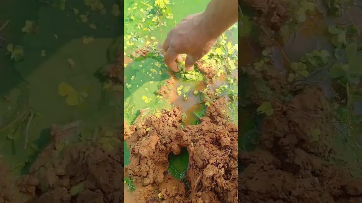 లక్ష్మీ కమలాలు నాకు ఫ్రీగా దొరికాయివొచ్ 😍#freeresoures#short#gardening tips#shortfeed లక్ష్మీ కమలాలు నాకు ఫ్రీగా దొరికాయివొచ్ 😍#freeresoures#short#gardening tips#shortfeed
