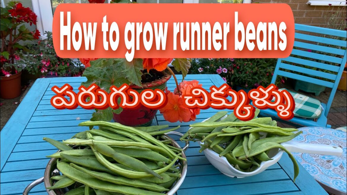 How to grow runner beans #beans #vegetablegarden #runnerbeans #container gardening How to grow runner beans #beans #vegetablegarden #runnerbeans #container gardening