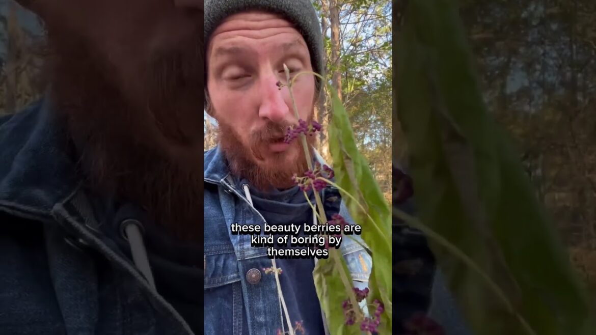 Discover Edible Wild Plants for Christmas! 15 Days of Homesteader’s Finds 🌿📚Part 3 Discover Edible Wild Plants for Christmas! 15 Days of Homesteader's Finds 🌿📚Part 3