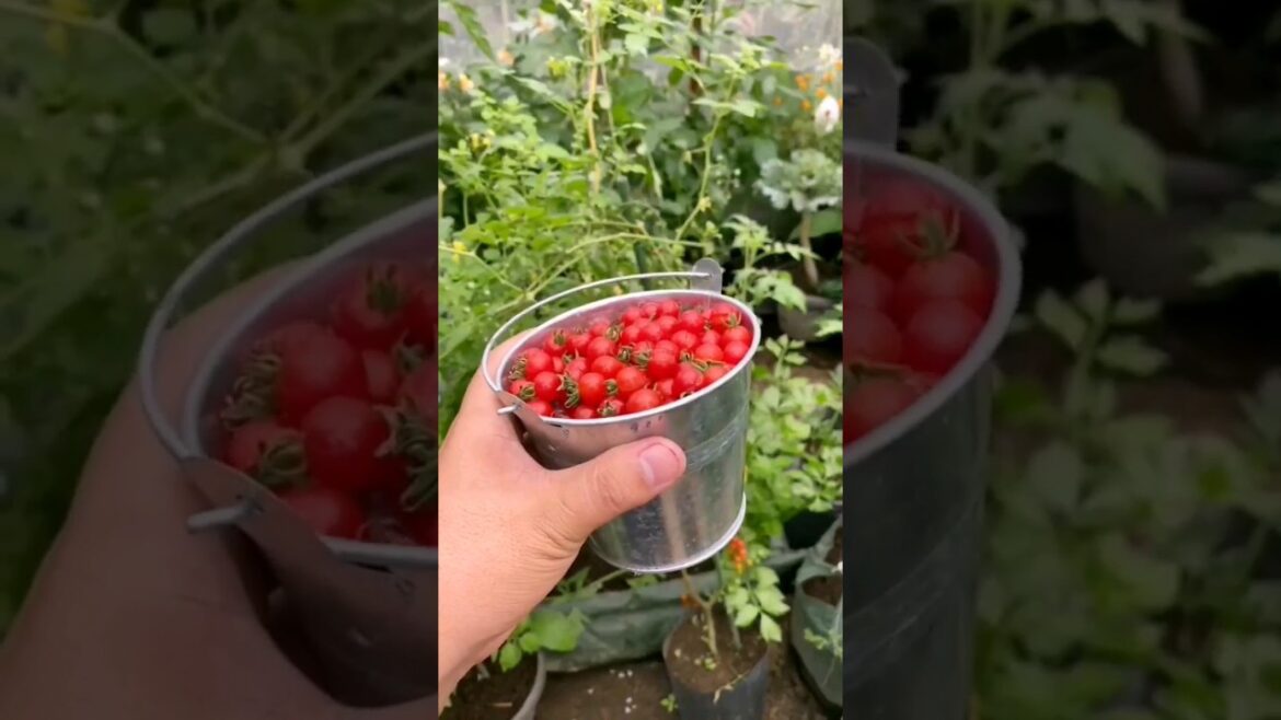 Harvest of my home garden vegetable and fruits | how to grow vegetables and fruits terrace at home Harvest of my home garden vegetable and fruits | how to grow vegetables and fruits terrace at home