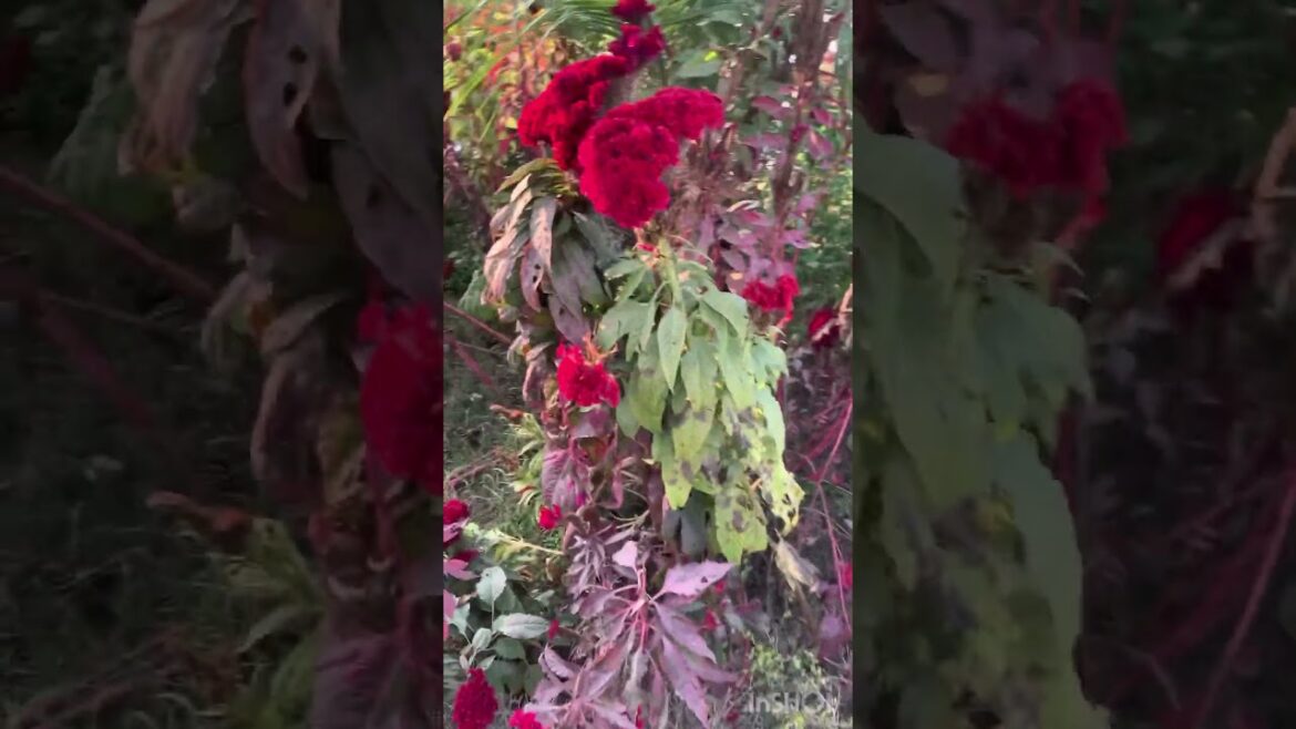 December 17, 2023 December 17, 2023