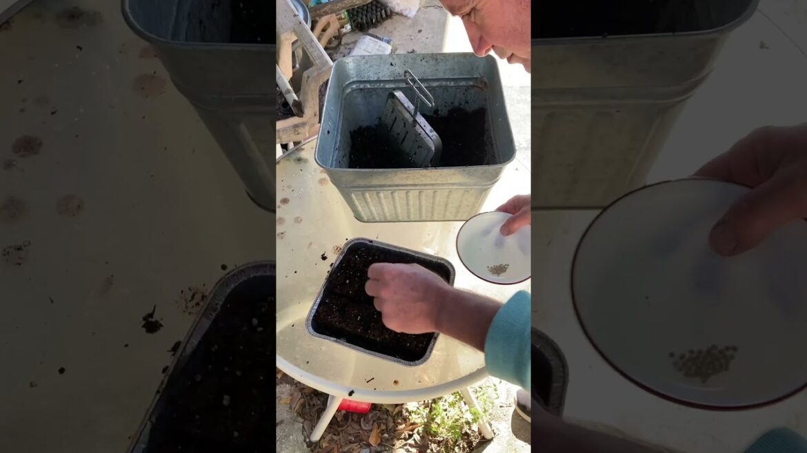Soil Blocks with a new Potting Soil #soilblocks #gardening #plants #seedlingtrays #Organic Soil