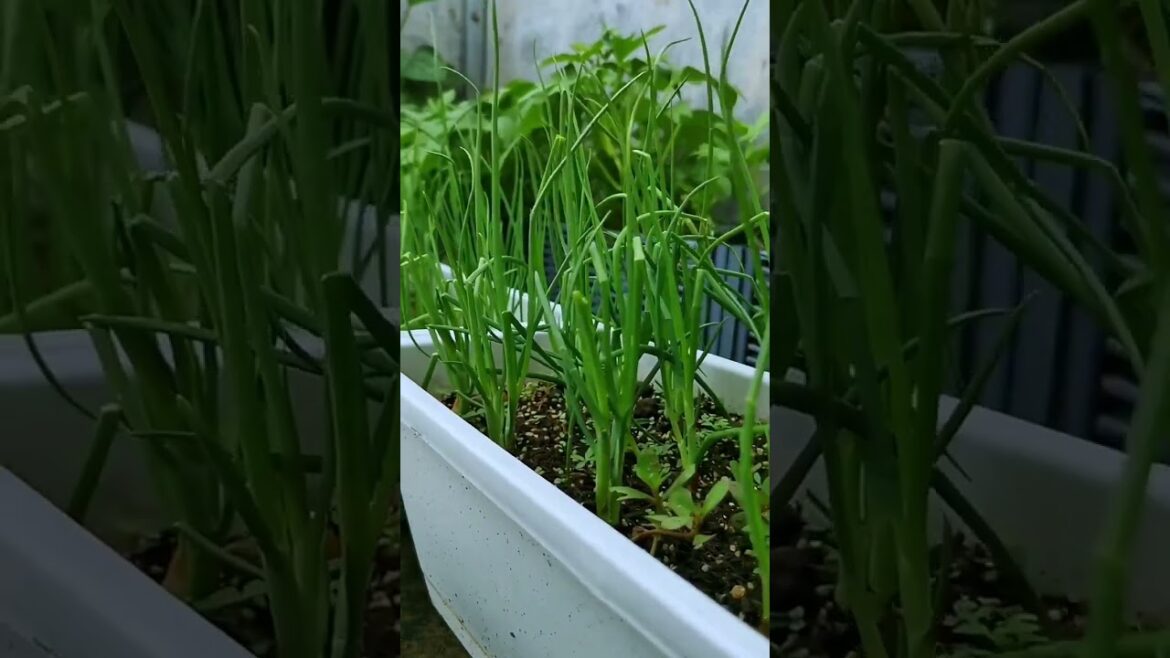 I  growing garden and vegetable by MeiMei  #shorts #garden #vegetable